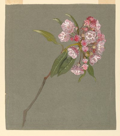 葉と花が咲く山月桂樹の枝 作： Samuel Colman