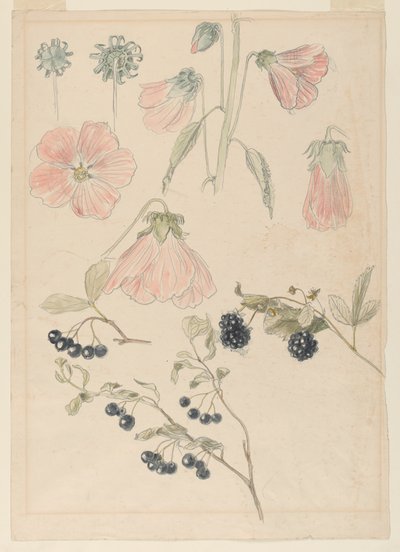 植物の詳細研究: タチアオイ、ブルーベリー、ブラックベリー 作： Samuel Colman