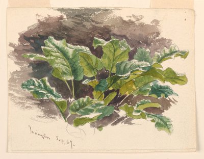 植物学研究 作： Samuel Colman