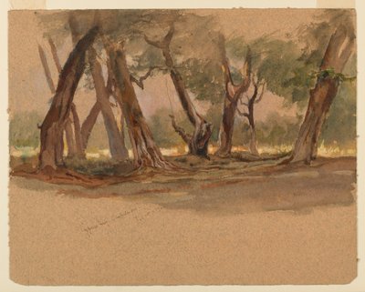 ヒノキの木、チャプルテペック、メキシコ 作： Samuel Colman