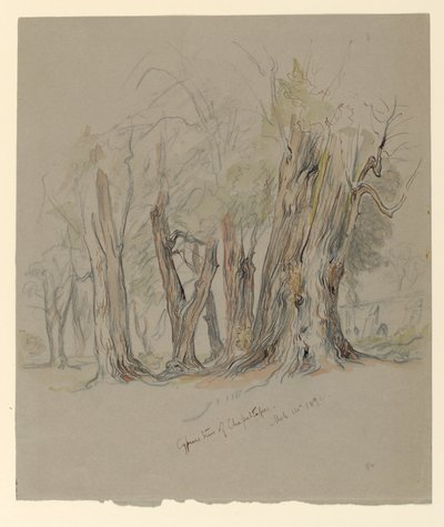 メキシコ、チャプルテペックのヒノキの木 作： Samuel Colman