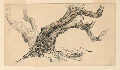 デッサン、スケッチソテツ、カリフォルニア州サンタバーバラ、1888年頃 作： サミュエル・コルマン
