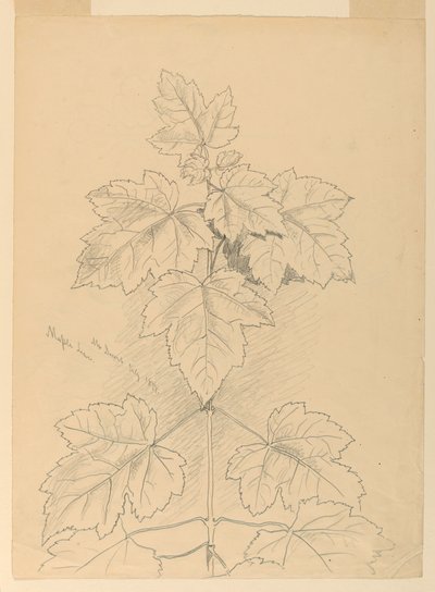 カエデの葉、砂漠山 作： Samuel Colman