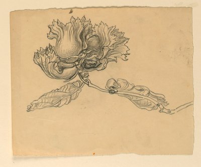 イラストの勉強：ヘーゼルナッツ 作： Samuel Colman
