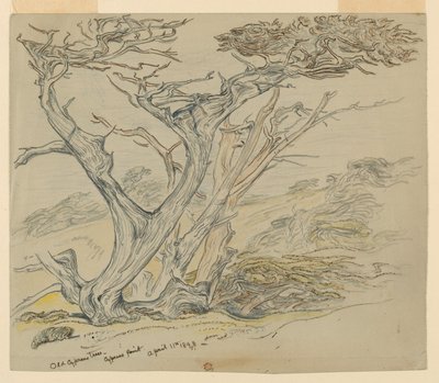 ヒノキ古木の研究、サイプレス ポイント 作： Samuel Colman