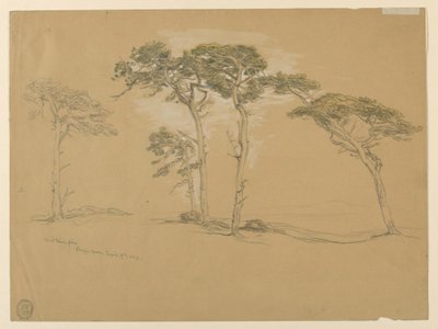 風に吹かれた松、パシフィック グローブ。 Verso: Point Sur への太平洋岸道路。 作： Samuel Colman