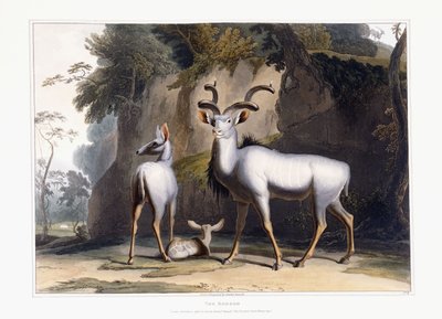 クードゥー、1804年 作： Samuel Daniell