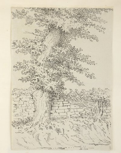 追加。 MS 15546 ベッドミンスターのアムニレの木 作： Samuel Hieronymous Grimm
