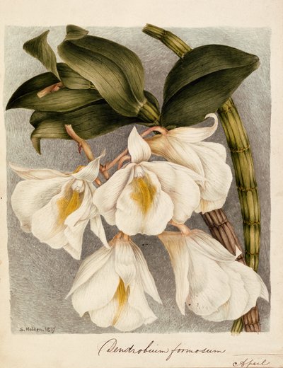 シンビジウムハンサム、c.1839（水彩） 作： Samuel Holden