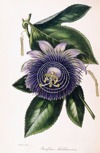 Passiflora Middletoniana、c.1834-1849 作： Samuel Holden