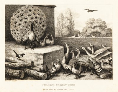 農場の鳥の王に選ばれたクジャク。 1811年（エッチング） 作： Samuel Howitt