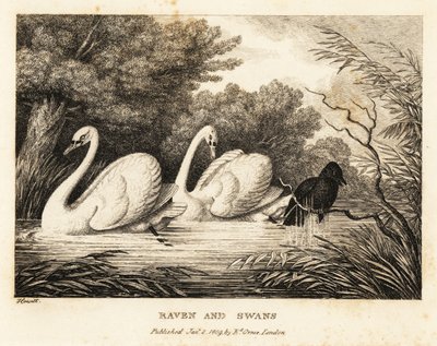 カラスは白鳥のように体を洗おうとします。 1811年（エッチング） 作： Samuel Howitt