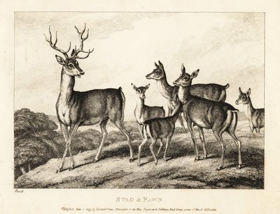 鹿と子鹿の雄鹿。 鹿と子鹿。 1811年（エッチング） 作： Samuel Howitt