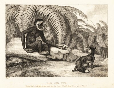 尻尾のないサルがキツネに尻尾の一部を要求します。 猿と狐。 1811年（エッチング） 作： Samuel Howitt