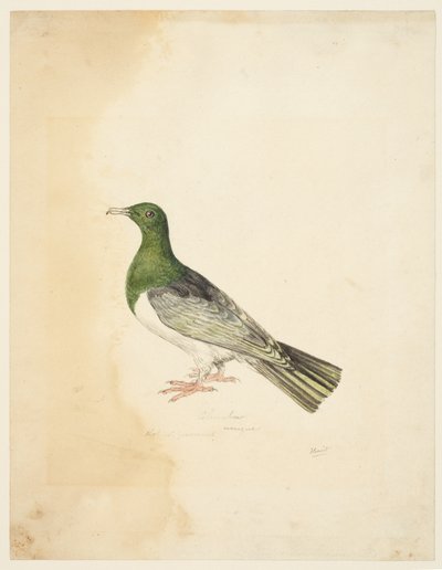 鳥-コロンバ 1765-22年頃 （グラファイト、ペン、グレーインク、水彩、織物紙） 作： Samuel Howitt