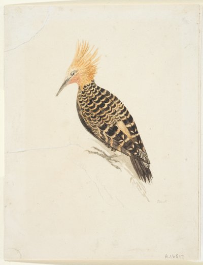 鳥 1765-22年頃 （グラファイト、水彩、織物紙、並下） 作： Samuel Howitt
