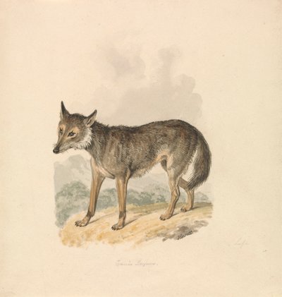 Canis Lupus、または灰色オオカミ 作： Samuel Howitt