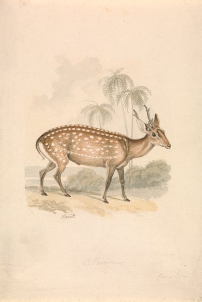 Hog Deer 作： Samuel Howitt