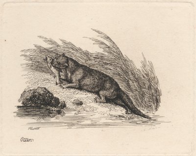 カワウソ 作： Samuel Howitt