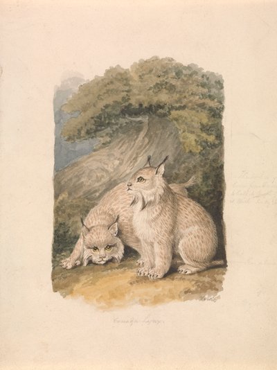 O lince do Canadá da vida 作： Samuel Howitt