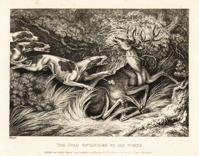 3 匹の猟犬が鹿の角をつかんで攻撃します。 1811年（エッチング） 作： Samuel Howitt