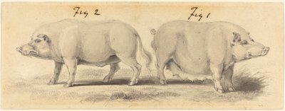 2 つの中国の豚 作： Samuel Howitt
