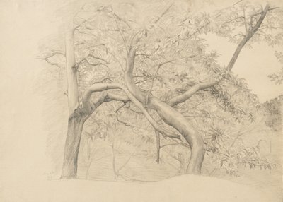 1884年の紅葉の木の茂み（バフレイド紙のグラファイト） 作： Samuel Isham