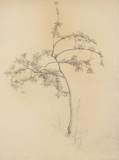 花の咲く木、1884年（バフレイド紙にグラファイト） 作： Samuel Isham