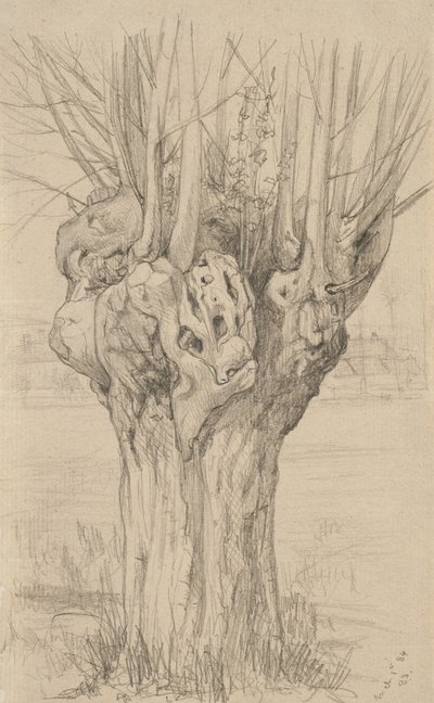 節くれだった木、1884年（バフレイド紙にグラファイト） 作： Samuel Isham
