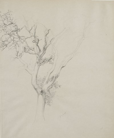 木の研究、1884年（灰色の織り紙上のグラファイト） 作： Samuel Isham