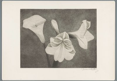 アマリリスとアルム 作： Samuel Jessurun de Mesquita (signed by artist)