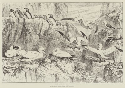 サウスケンジントンの自然史博物館にあるバスロックの鳥 作： Samuel John Carter