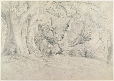 古代の木々、ラリングストーンパーク、1828年（紙にグラファイト） 作： Samuel Palmer