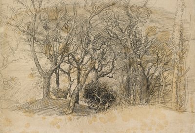 木の研究、クロベリー公園、1834 作： Samuel Palmer