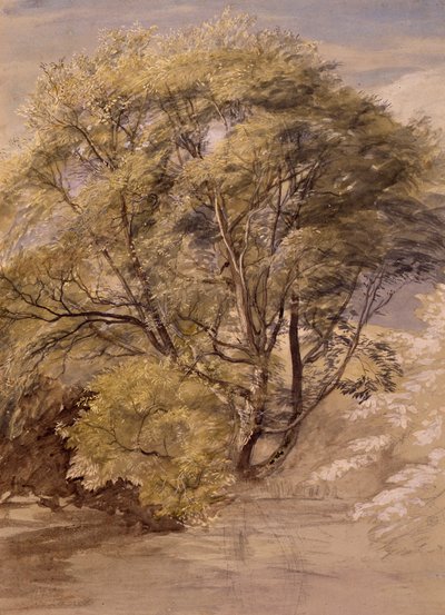 柳の木の習作 1850年頃 水彩・紙 作： Samuel Palmer