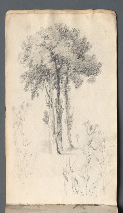 スケッチブック：樹木研究、1814年。 作： Samuel Prout