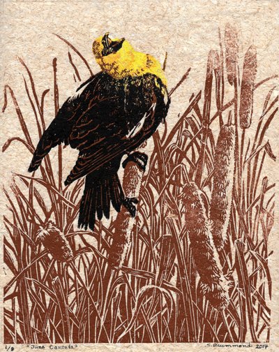 キャットテイル・カンタータ、2017年（リノカット） 作： Sarah Drummond