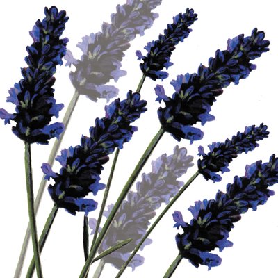 Sweet Lavender、2004（デジタル） 作： Sarah Hough