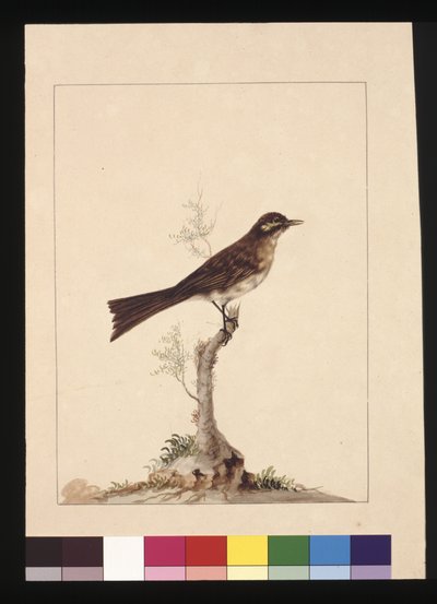 14ページです。キイロイトリヒタキ。現在はキイロイトリとして知られている 1789〜90年頃（水彩画 作： Sarah Stone