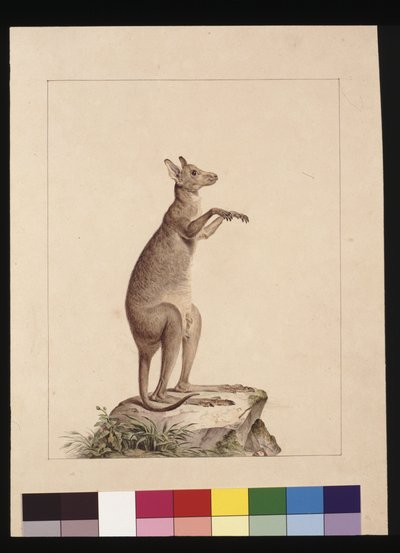 22ページ。カンガルーですね。現在はカンガルーとして知られています。Charles Catton Junr作の可能性あり、1789-90年頃（水彩画 作： Sarah Stone