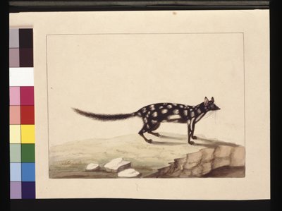 28ページ。タポア・タファです。現在はDasyurus quollとして知られている。Charles Catton Junr.のプレートをSarah Stoneがコピーしたものと思われる（1789-90年頃、水彩）。 作： Sarah Stone