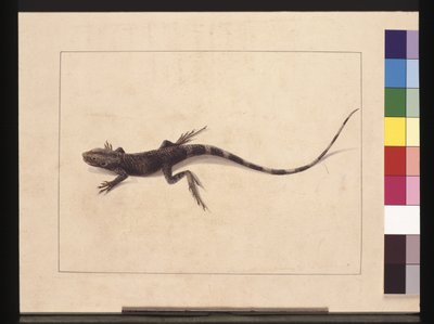 31ページ。ムラサキトカゲ。今は木竜と呼ばれている 1789～90年頃（水彩画 作： Sarah Stone