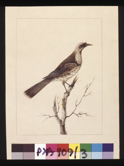 ページ 3.Knob, Fronted Bee Eater:サインはl.c. Sarah Smith。現在はフリア鳥として知られている、1789-90年頃（水彩画 作： Sarah Stone