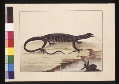 6ページ目バリエーション豊かなトカゲ。現在はゴアンナとして知られている、1789-90年頃（水彩画 作： Sarah Stone
