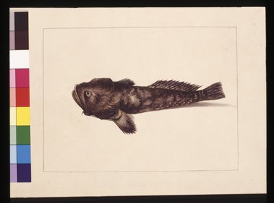 8ページ目疑わしいロフィウス。今はカエルの魚として知られている、1789-90年頃（水彩画 作： Sarah Stone