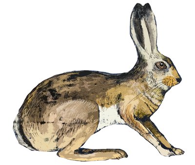 ウサギ、2024年（単写真） 作： Sarah Thompson Engels