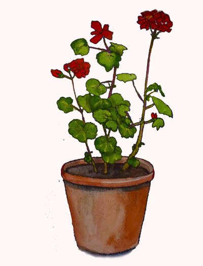 植木鉢のゼラニウム,2019,(水彩画) 作： Sarah Thompson Engels