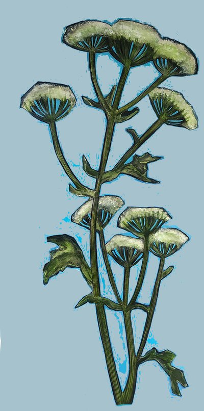 Hogweed 2020（アクリル、ボード 作： Sarah Thompson Engels