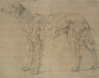 スポーツ犬 作： Sawrey Gilpin