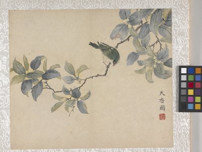 8 Leaf Album Of Flowers、1700年代中頃（紙にインク、彩色） 作： School Chinese